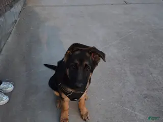 German Shepherd dogs German Shepherd Puppy 1 - Ad 15