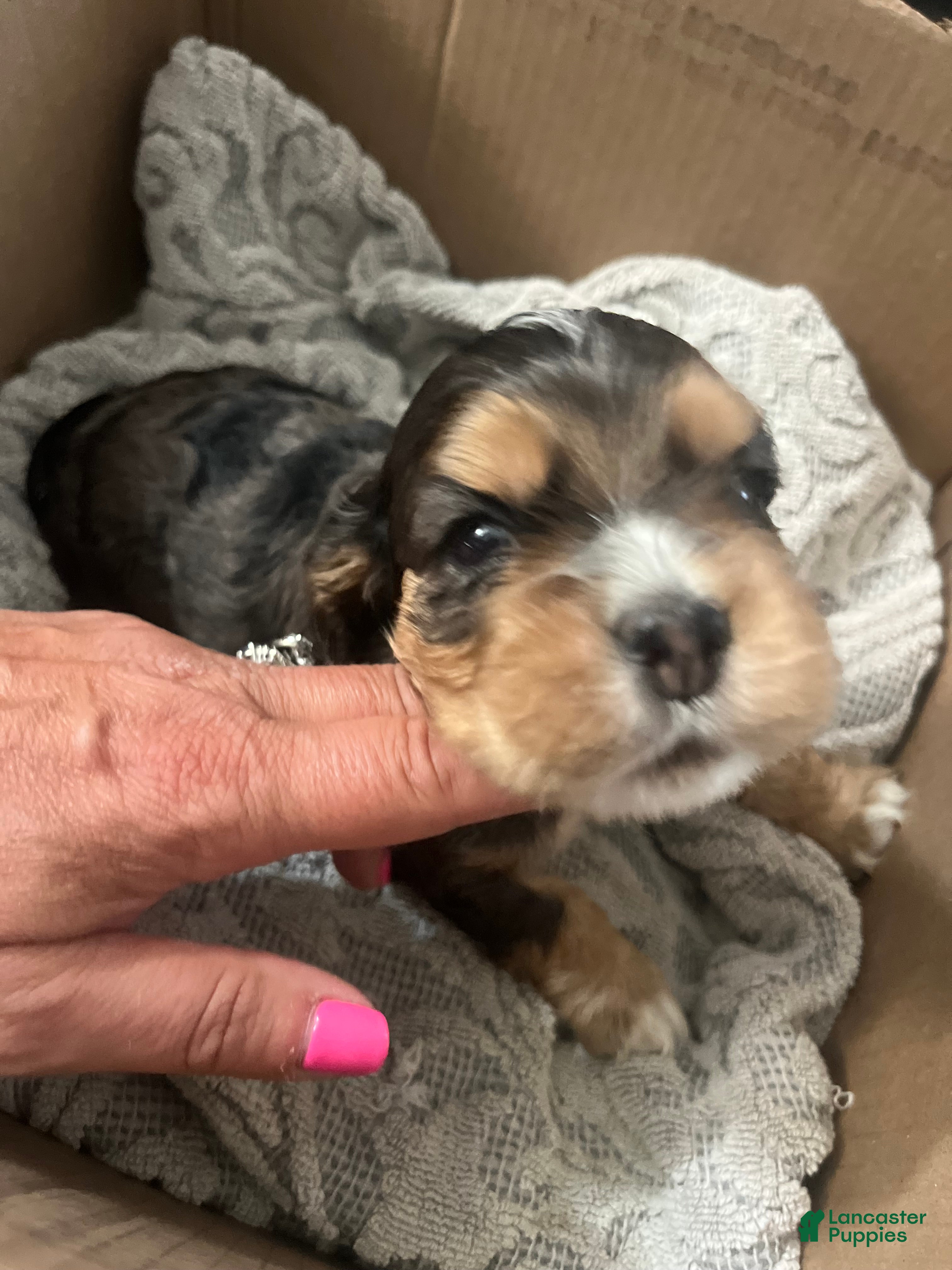 Cocker Spaniel dogs Cocker Spaniel Puppy 2 - Ad 2
