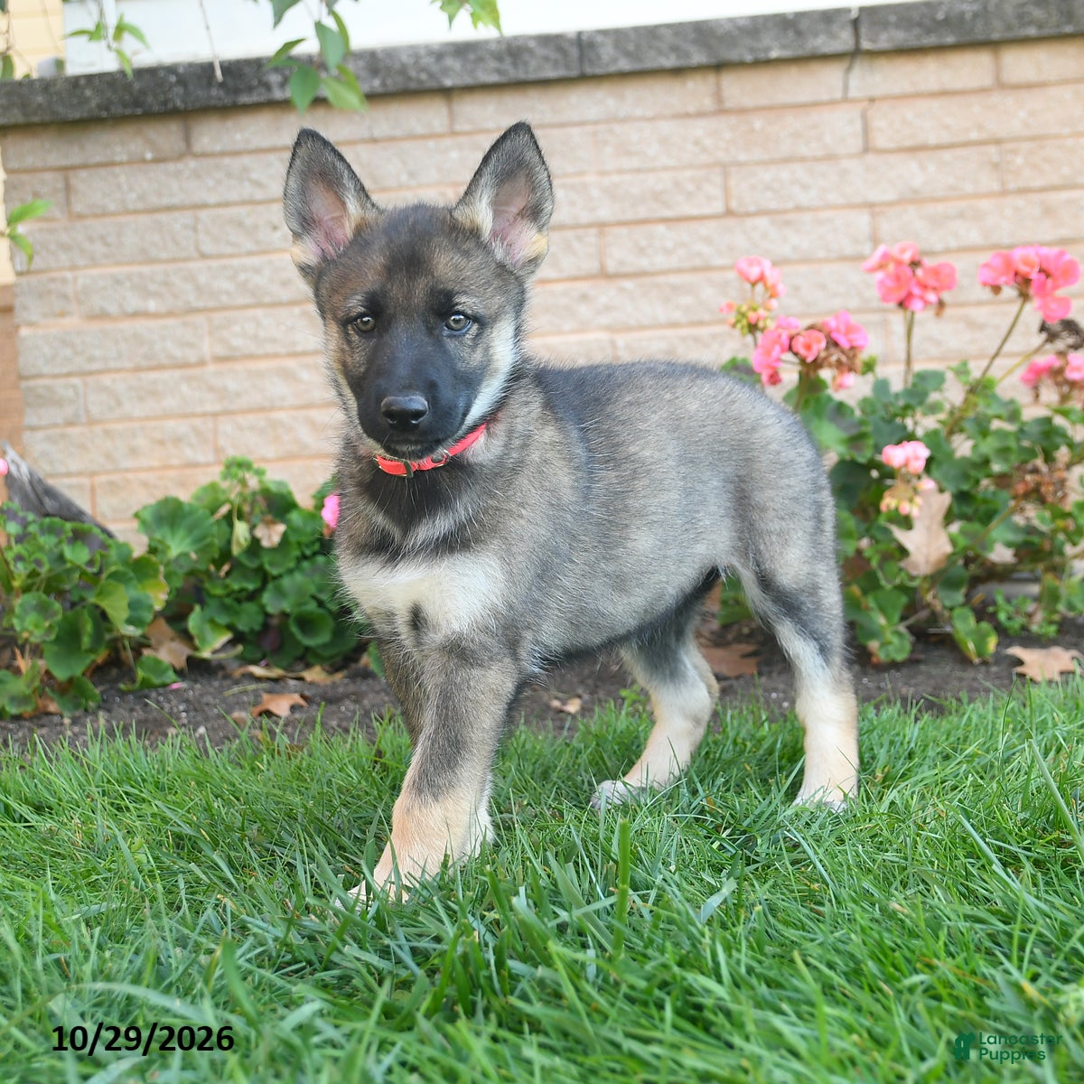 Gerberian Shepsky dogs for sale: Juno  - Ad 3