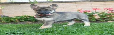 Juno 