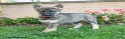 Gerberian Shepsky dogs for sale: Juno  - Ad 1