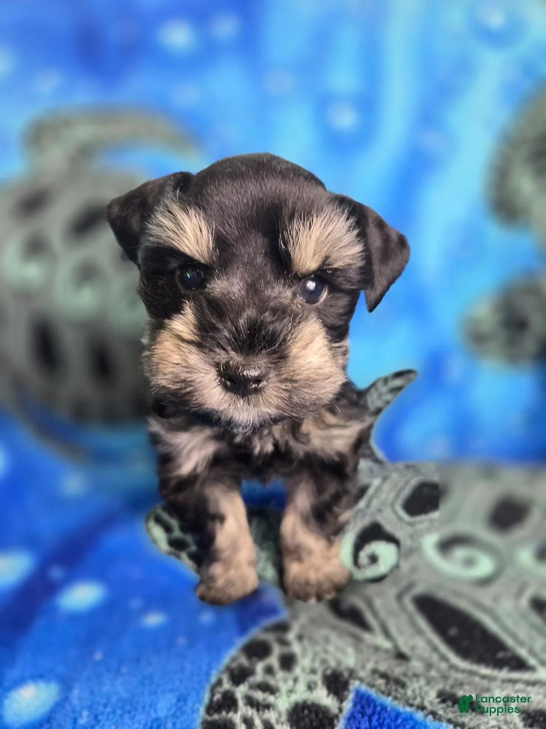 Miniature Schnauzer dogs for sale: Snoopy - Ad 2
