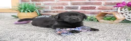 Labrador Retriever dogs for sale: Evangaline - Ad 4