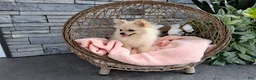 Pomeranian dogs for sale: Heilda  - Ad 4