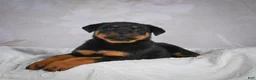 Rottweiler dogs for sale: Turbo - Ad 7