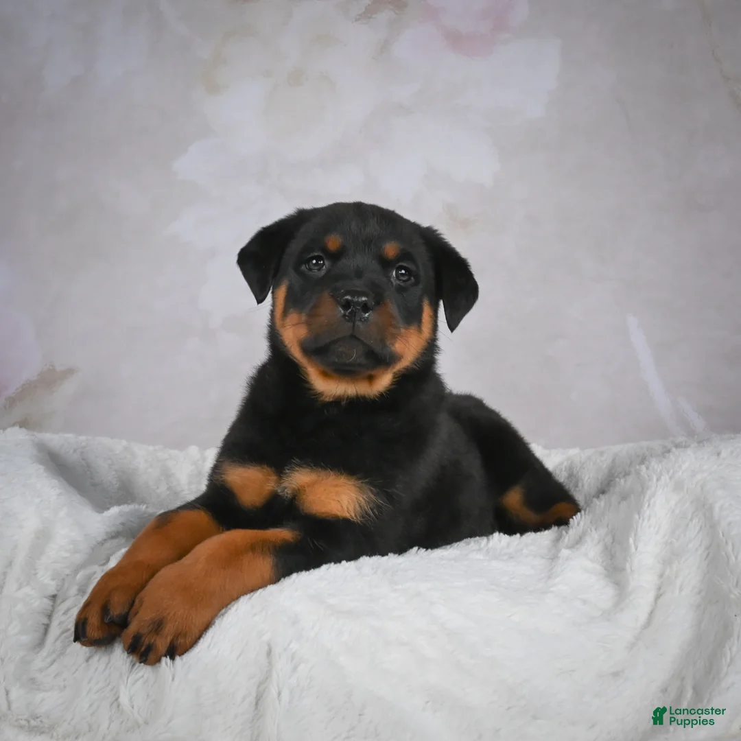 Rottweiler dogs for sale: Turbo - Ad 7