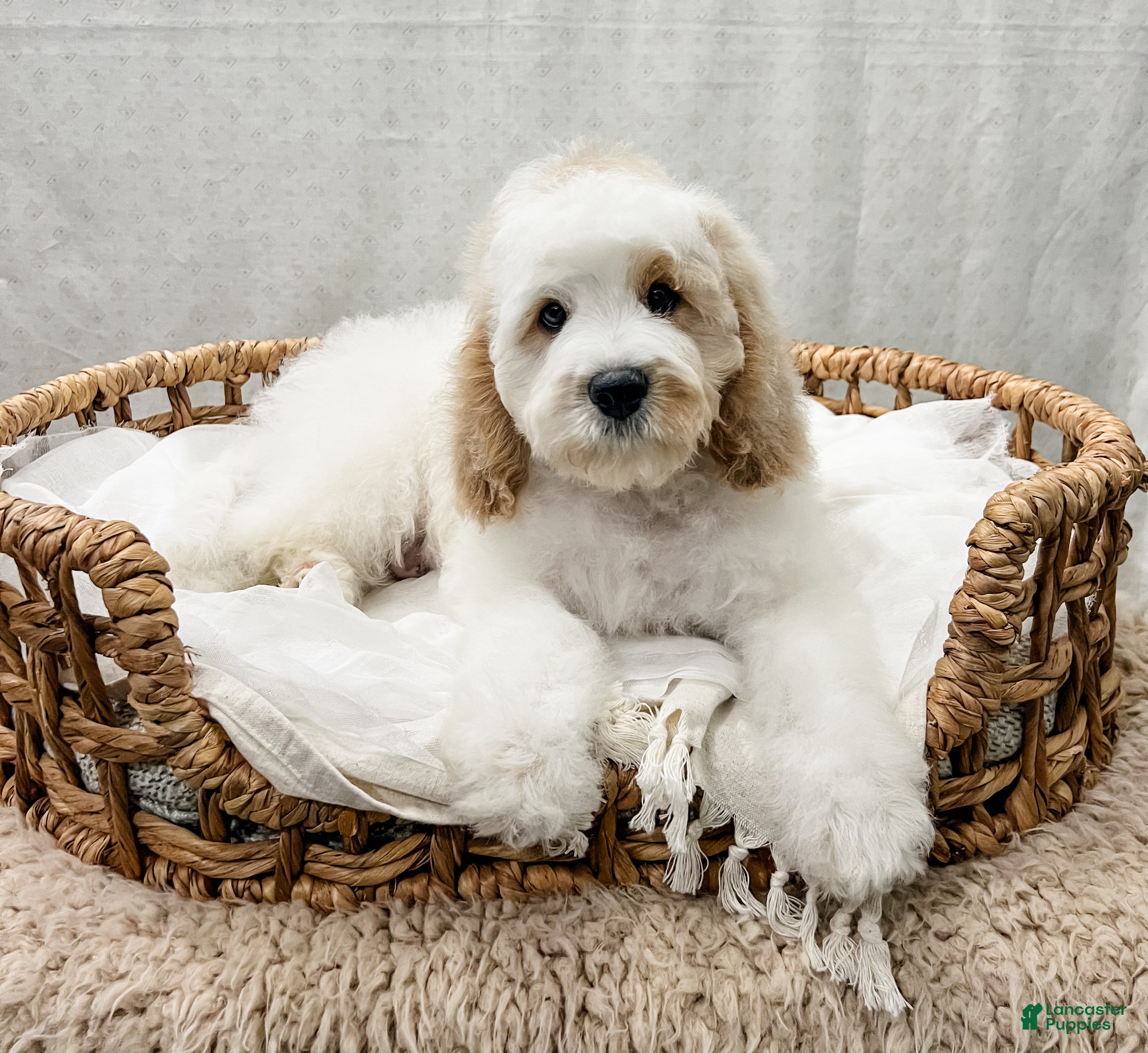 Cavapoo dogs for sale: Santo - Ad 2