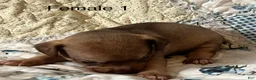 Chiweenie dogs for sale: Chiweenie 5 - Ad 18