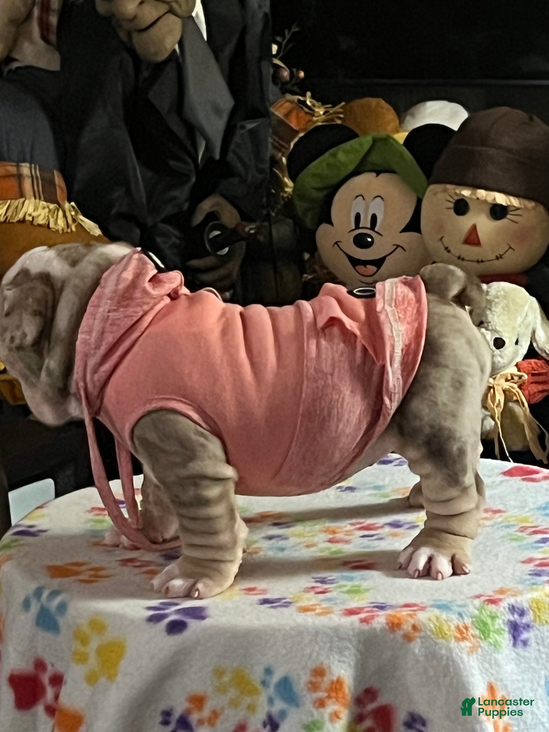 English Bulldog dogs for sale: Chloe - Ad 5