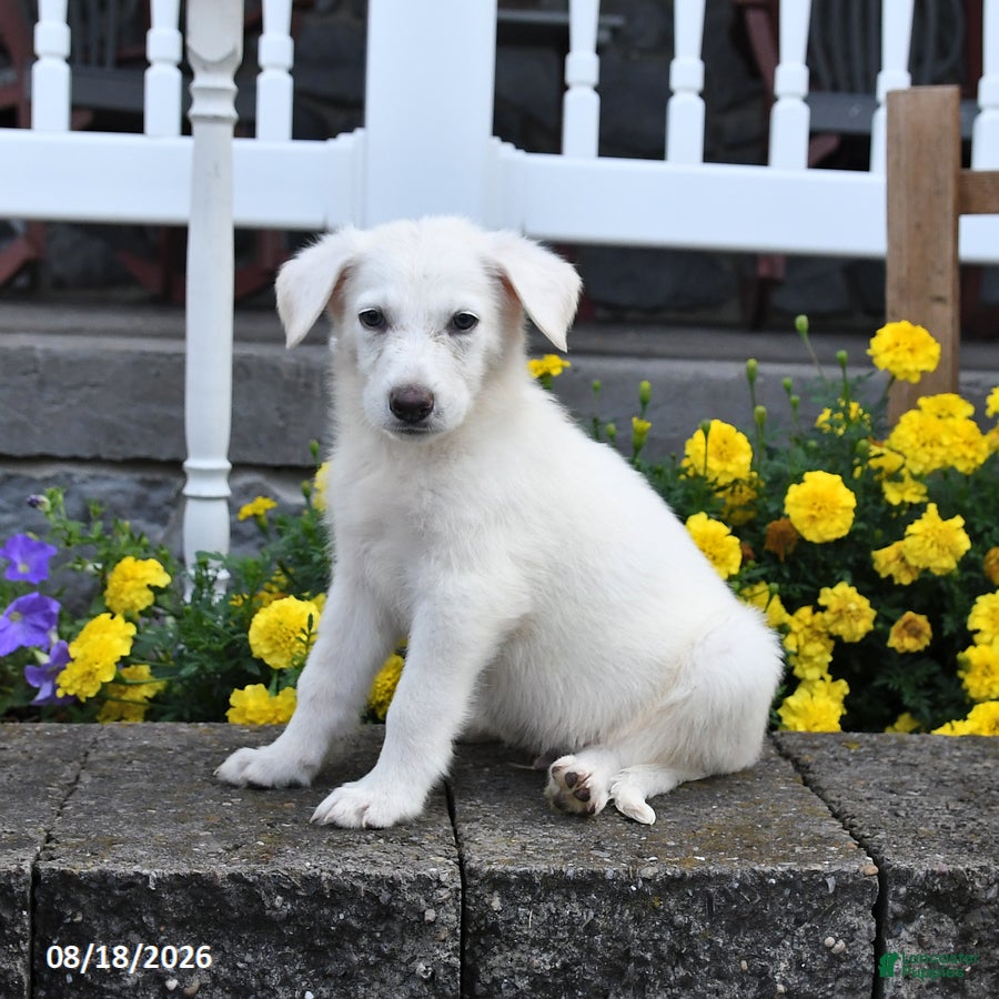 German Shepherd dogs Maverick - Ad 2