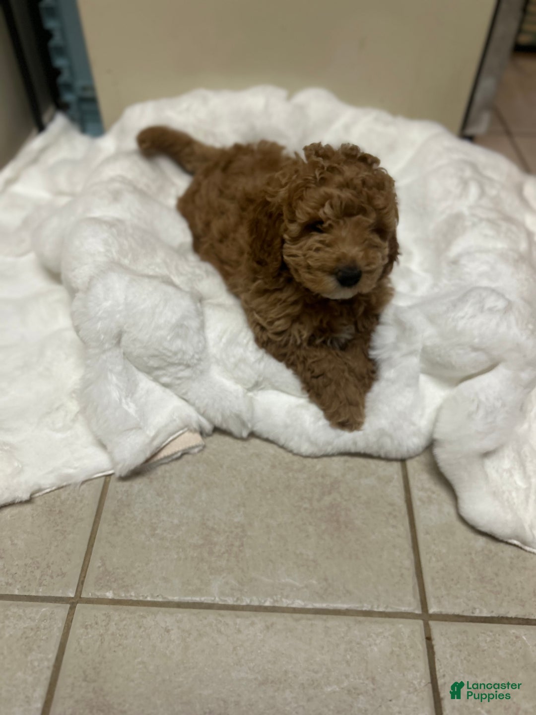 Mini Goldendoodle dogs for sale: Mini Goldendoodle Puppy Noelle - Ad 5