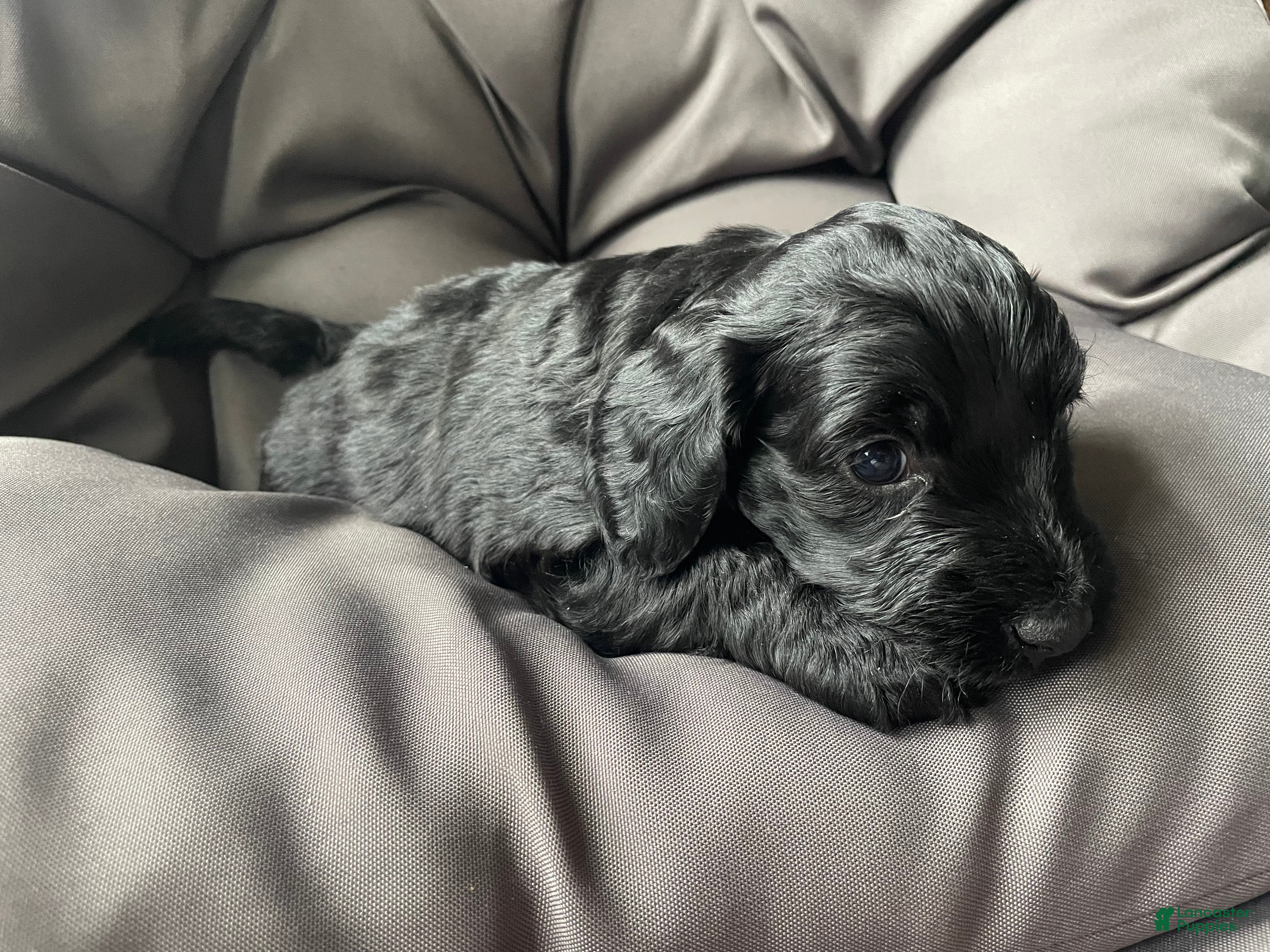 Labradoodle dogs Shadow - Ad 1