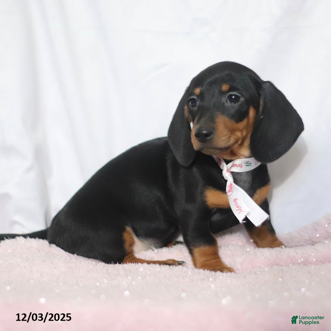 Dachshund dogs for sale: Mandy - Ad 2