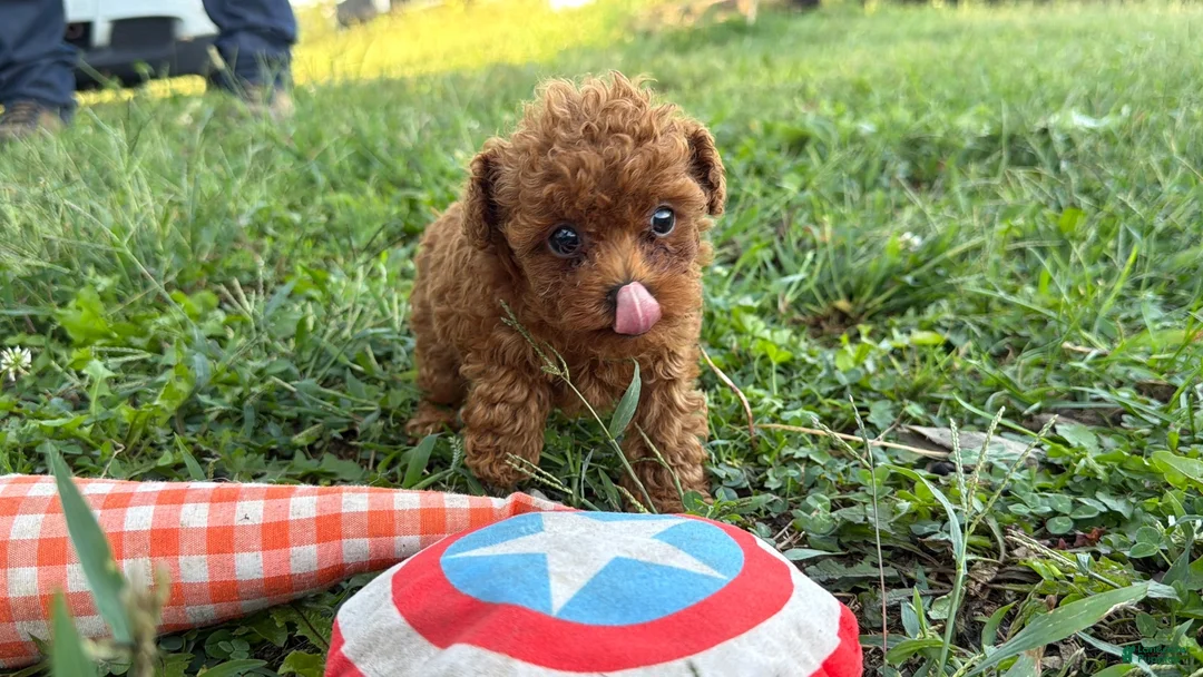 Toy Poodle dogs for sale: Kimber - Ad 4