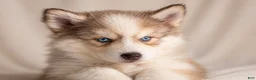 Pomsky dogs for sale: Pomsky Puppy 1 - Ad 3