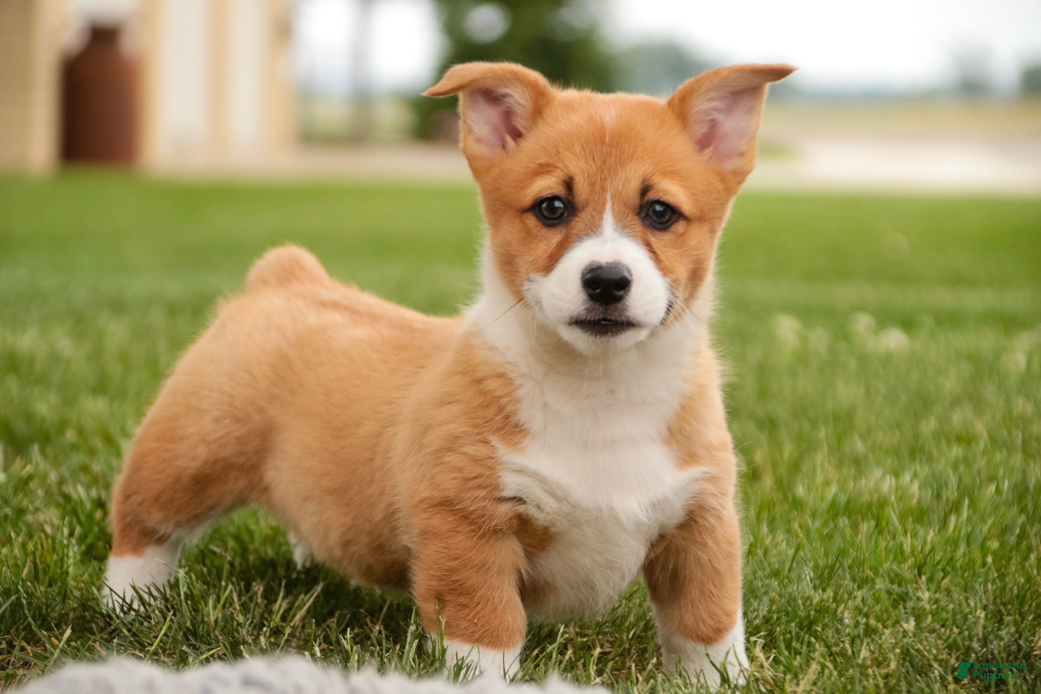 Welsh Corgi Pembroke dogs Rover - Ad 1