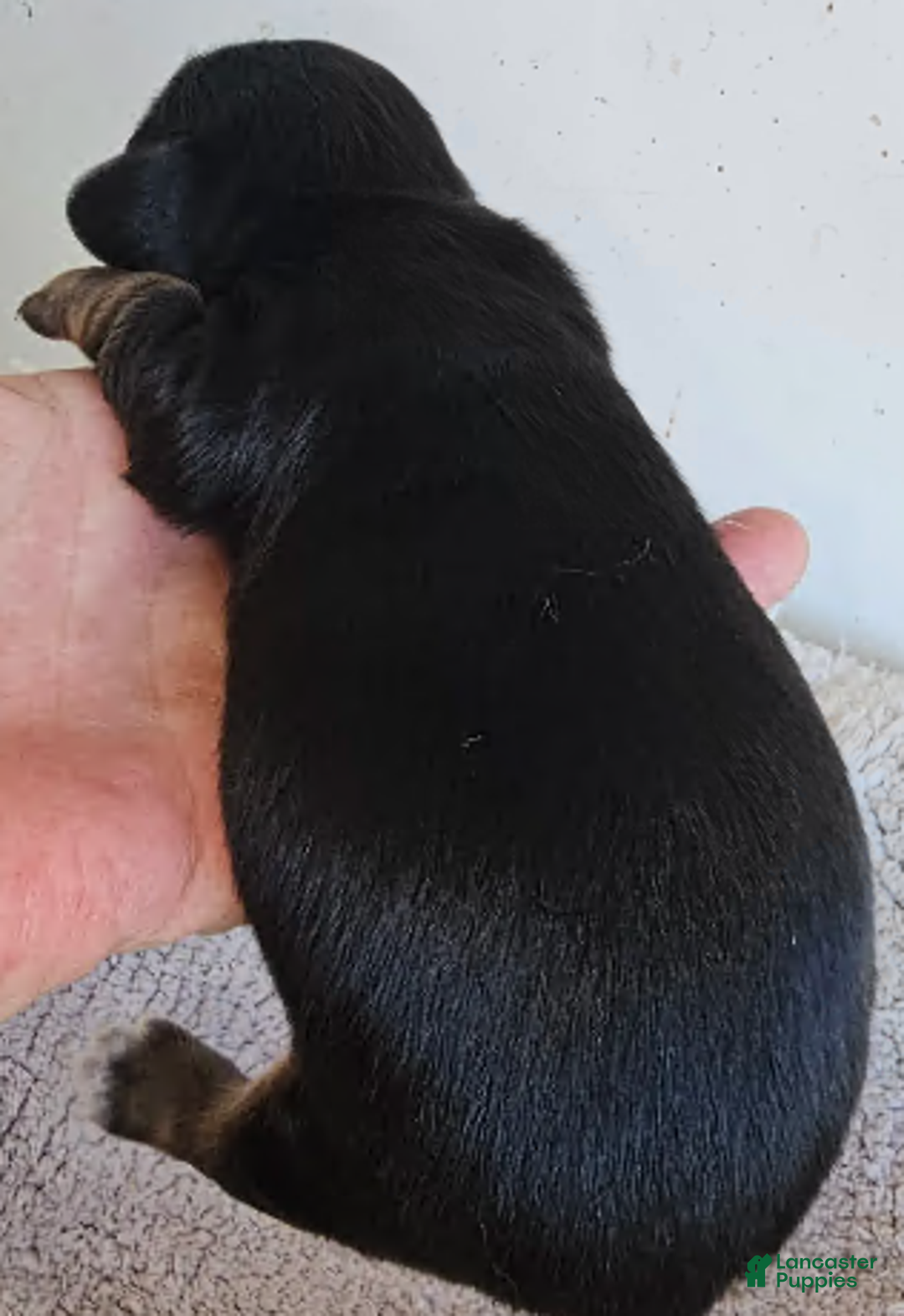 Miniature Dachshund dogs for sale: Lou Long-haired - Ad 5