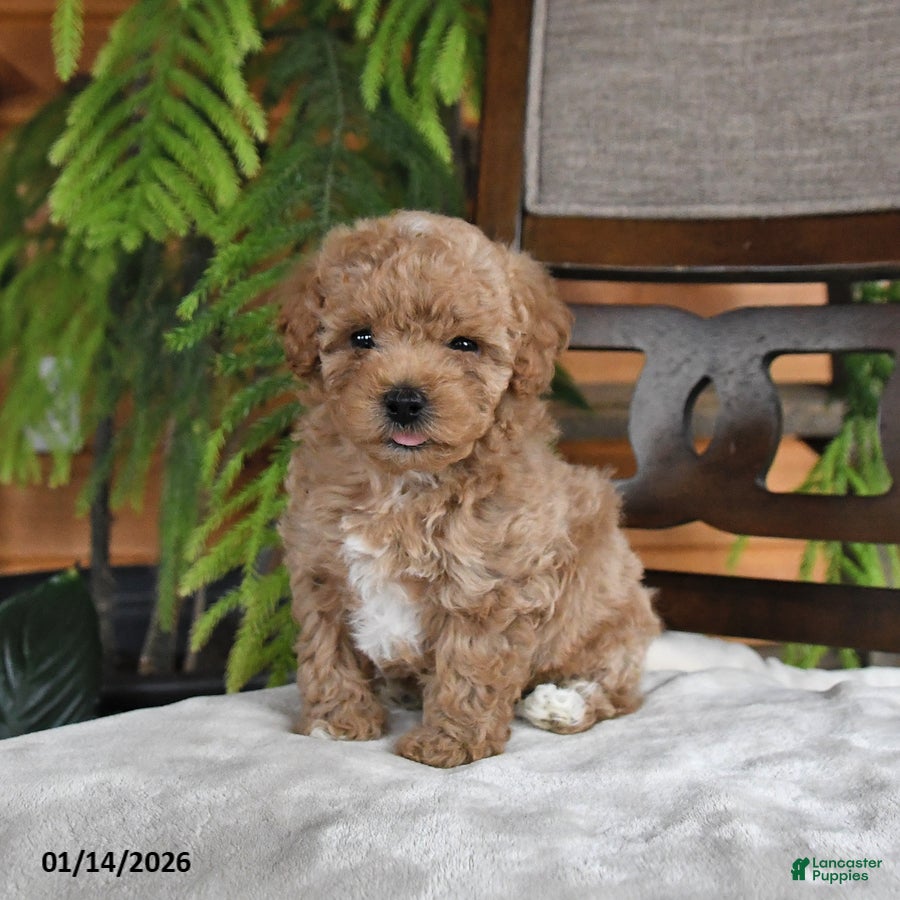 Maltipoo dogs Jentle - Ad 32
