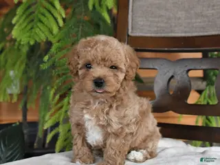Maltipoo dogs Jentle - Ad 25