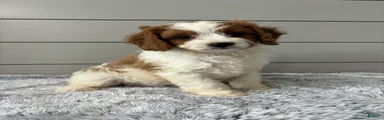 Teddy 