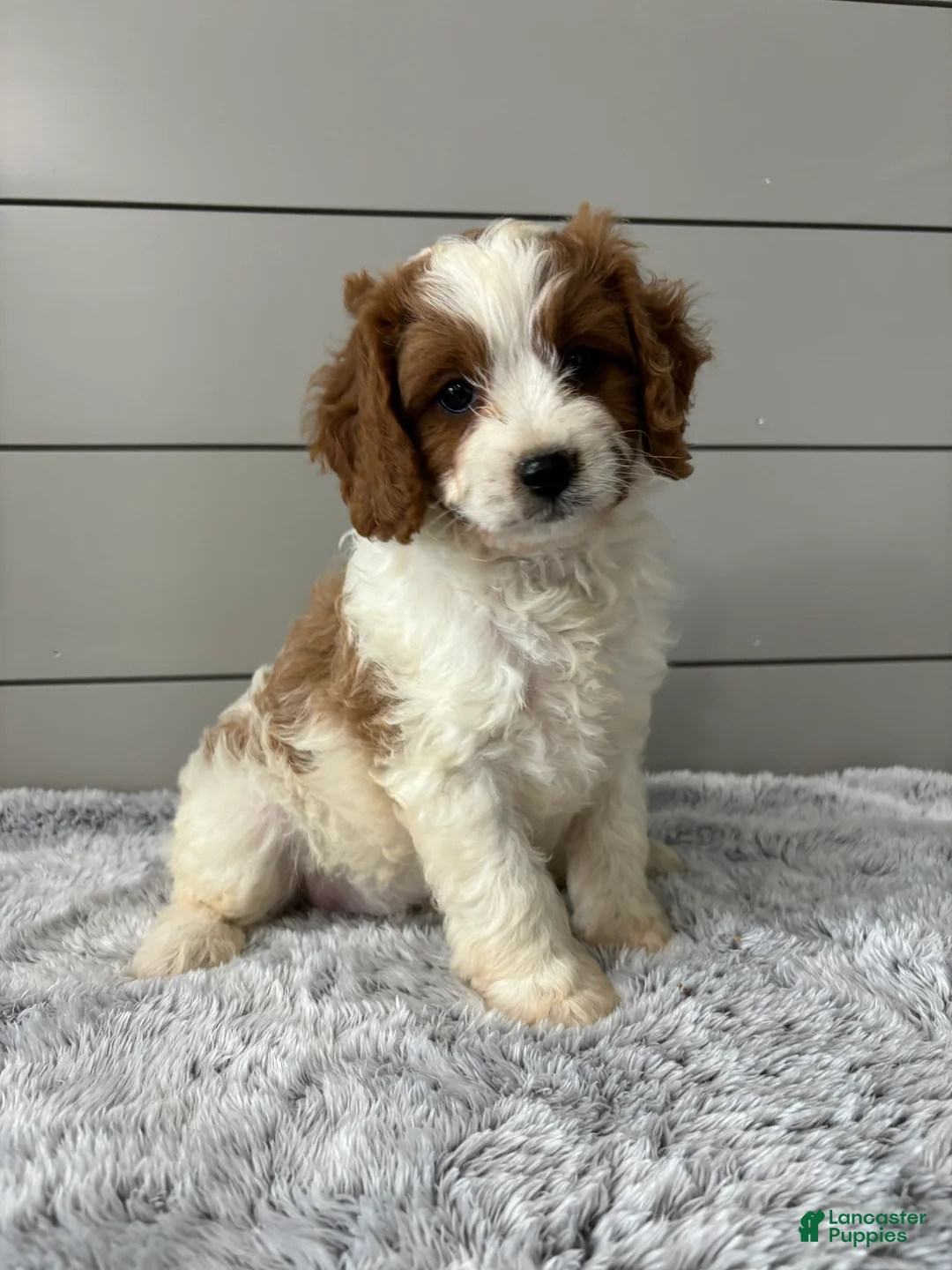 Cavapoo dogs for sale: Teddy  - Ad 2