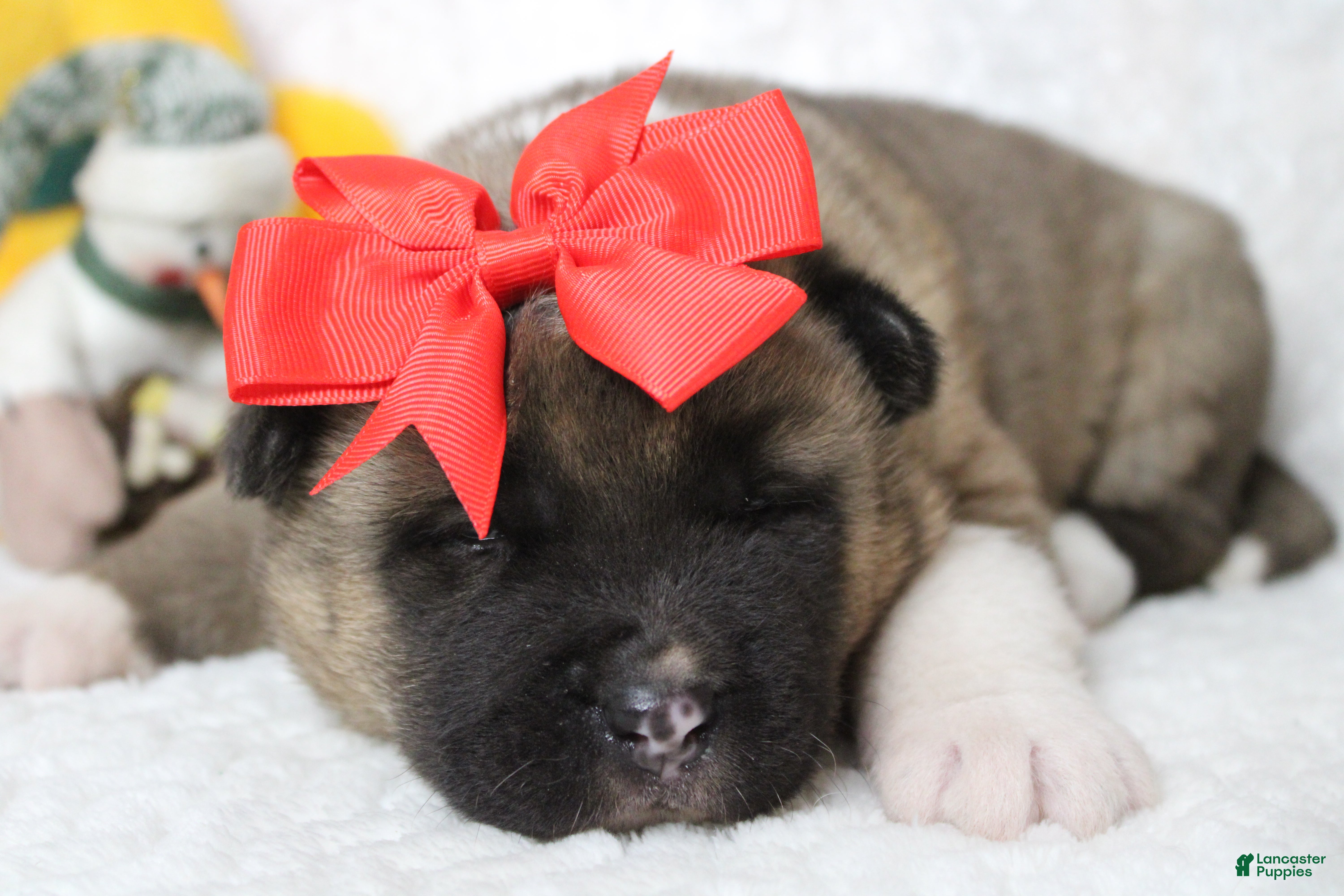 Akita dogs Jill  - Ad 5