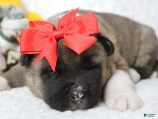 Akita dogs Jill - Ad 5