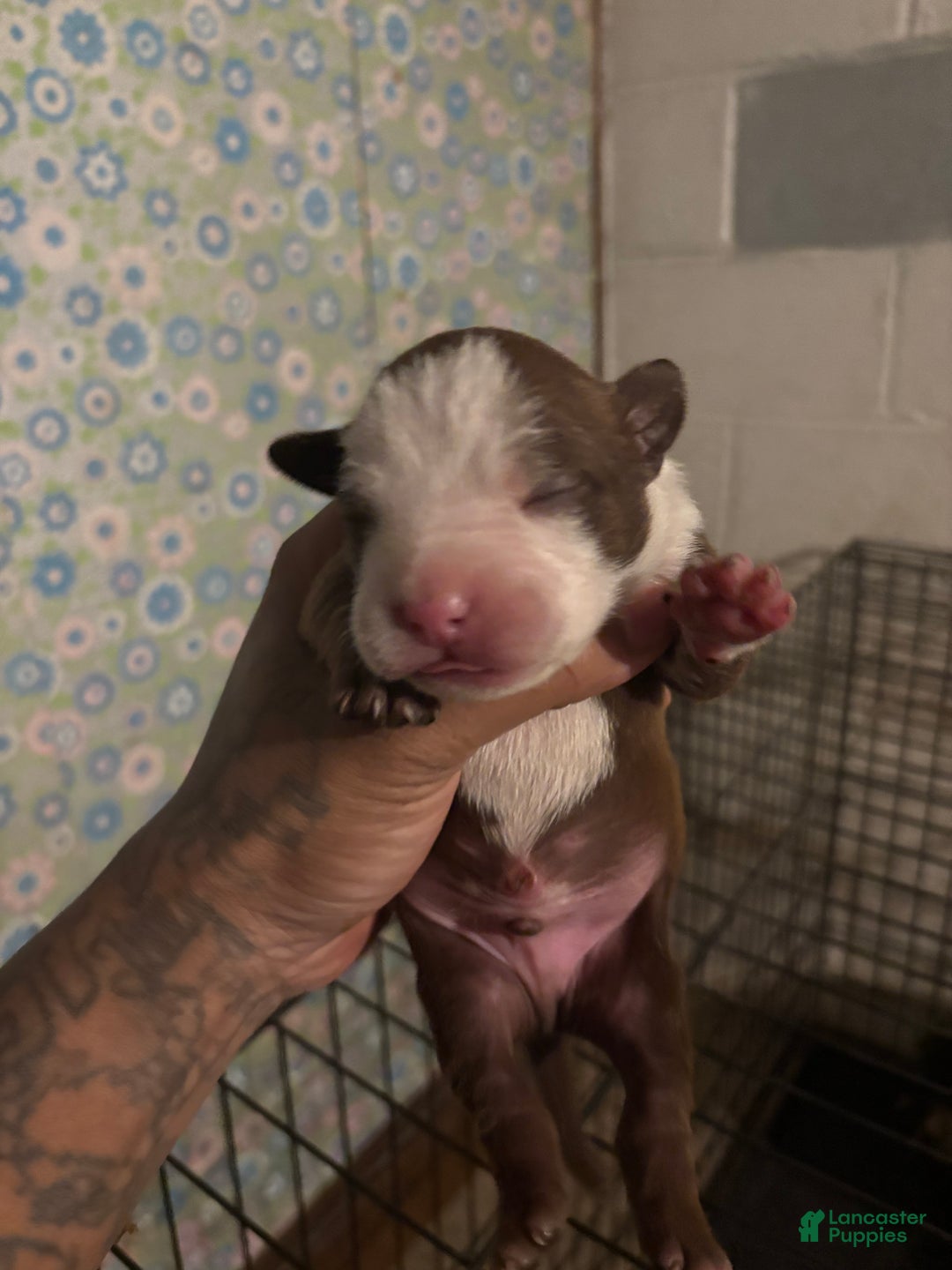 American Staffordshire Terrier dogs for sale: American Staffordshire Terrier Puppy 5 - Ad 1