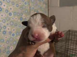 American Staffordshire Terrier dogs for sale: American Staffordshire Terrier Puppy 5 - Ad 2