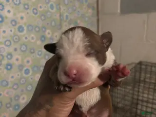 American Staffordshire Terrier dogs American Staffordshire Terrier Puppy 5 - Ad 2