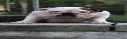 English Bulldog dogs for sale: Bullseye - Ad 6
