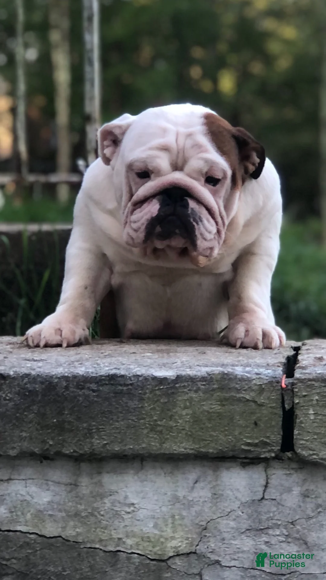 English Bulldog dogs for sale: Bullseye - Ad 6