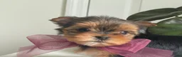 Biewer Terrier dogs for sale: Inka - Ad 7