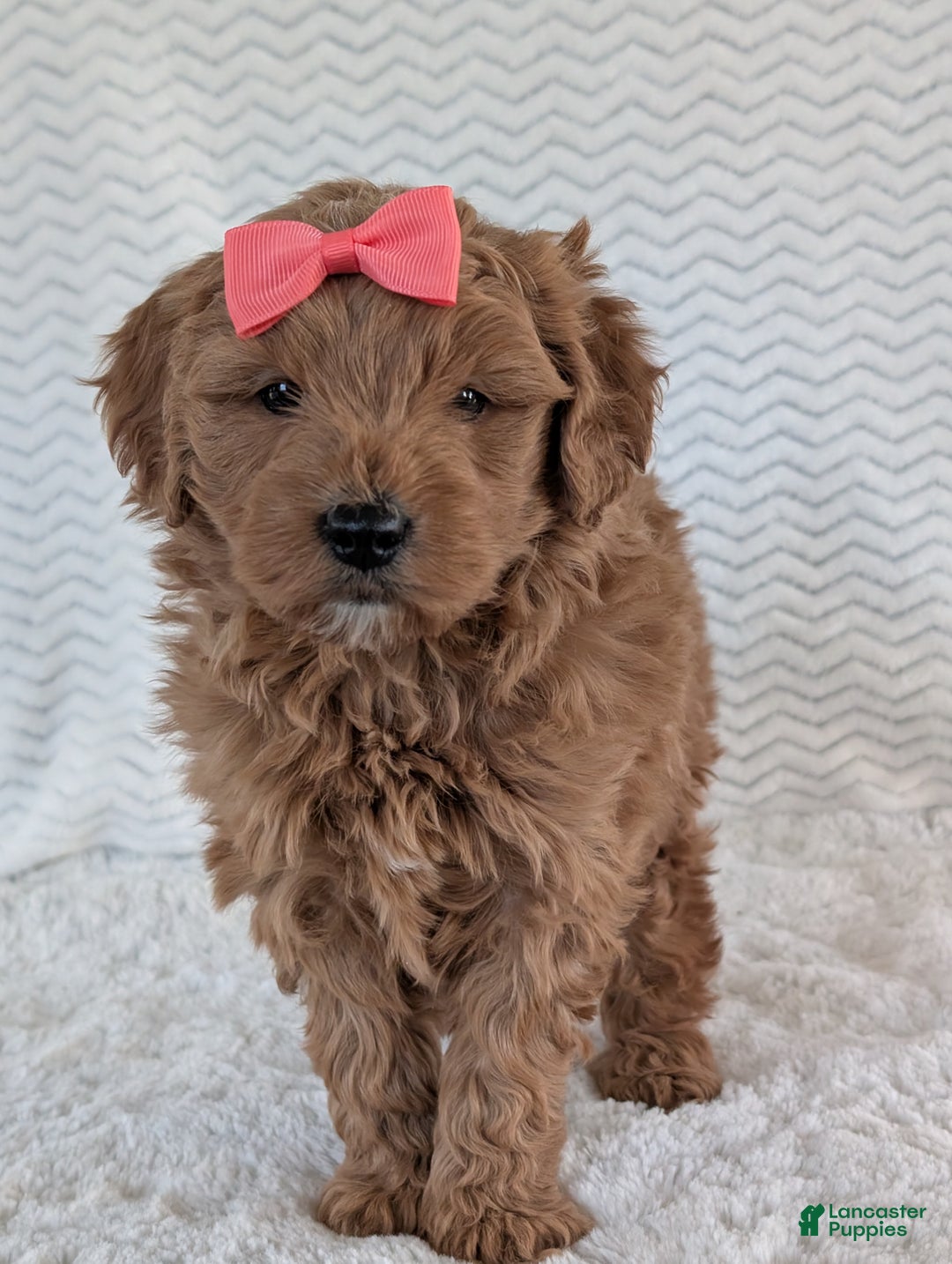 Goldendoodle dogs for sale: Bella - Ad 14