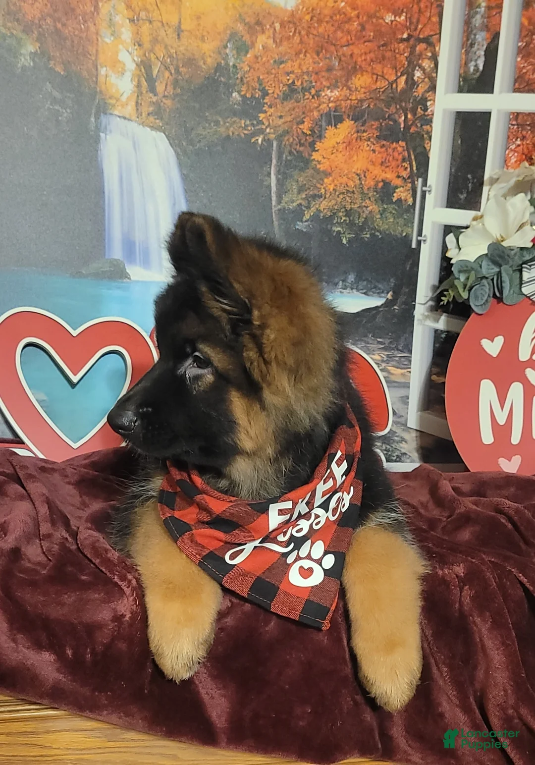 German Shepherd dogs for sale: Dasher - Ad 7