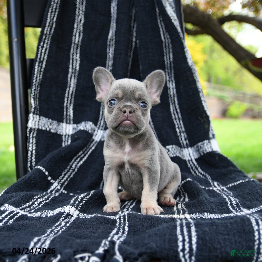French Bulldog dogs for sale: Rose  - Ad 2