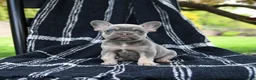 French Bulldog dogs for sale: Rose  - Ad 1
