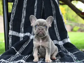 French Bulldog dogs for sale: Rose - Ad 2