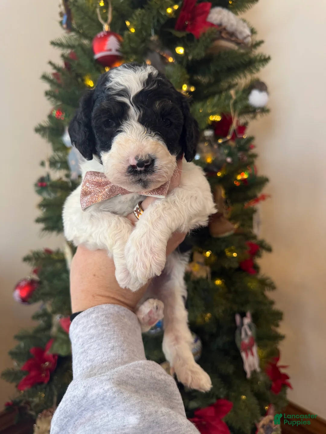 Mini Bernedoodle dogs for sale: Finnigan - Ad 11