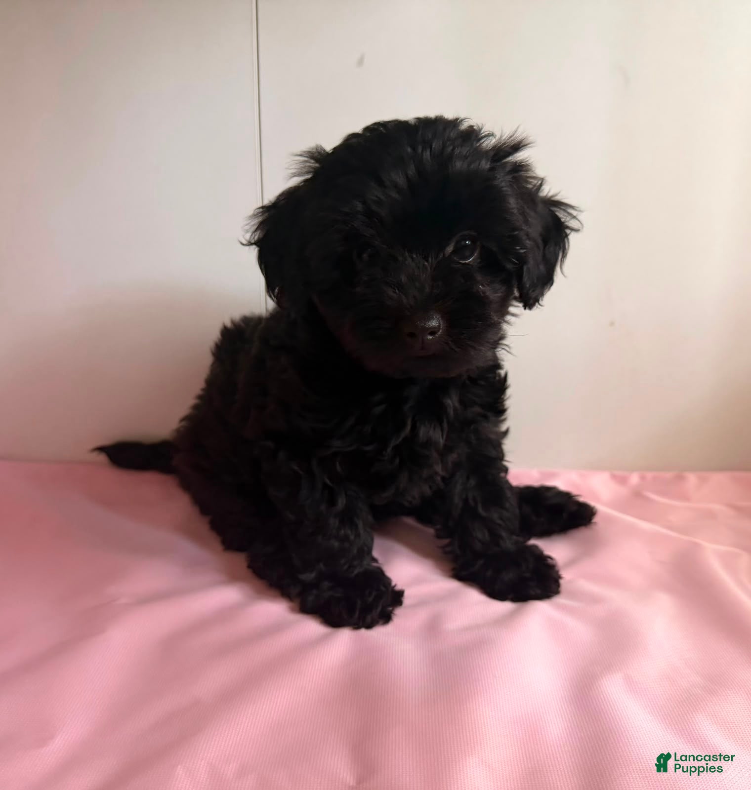Yorkiepoo dogs Umi - Ad 1