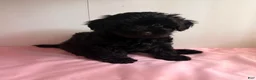 Yorkiepoo dogs for sale: Umi - Ad 1