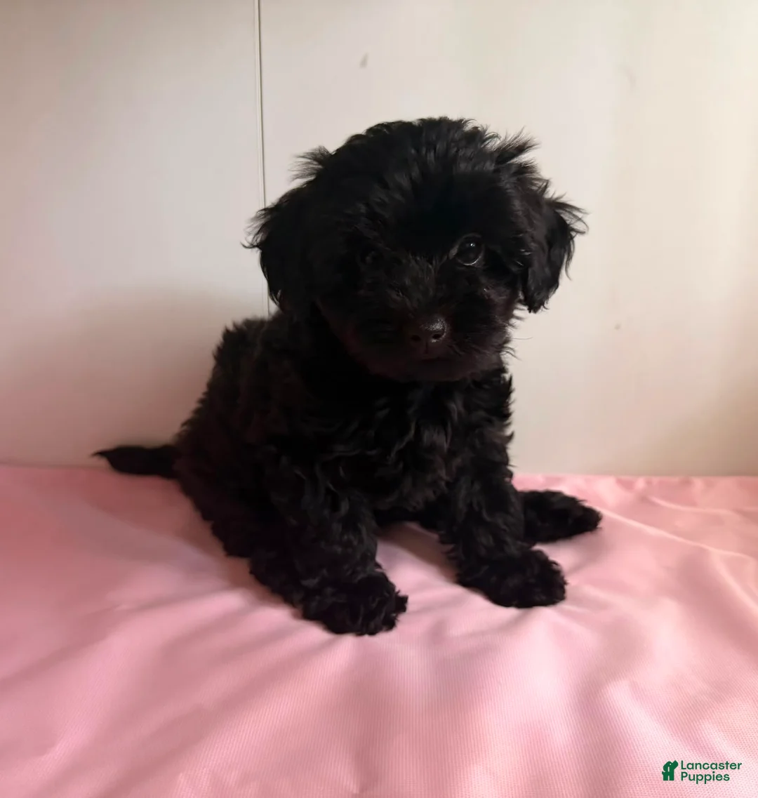 Yorkiepoo dogs for sale: Umi - Ad 1