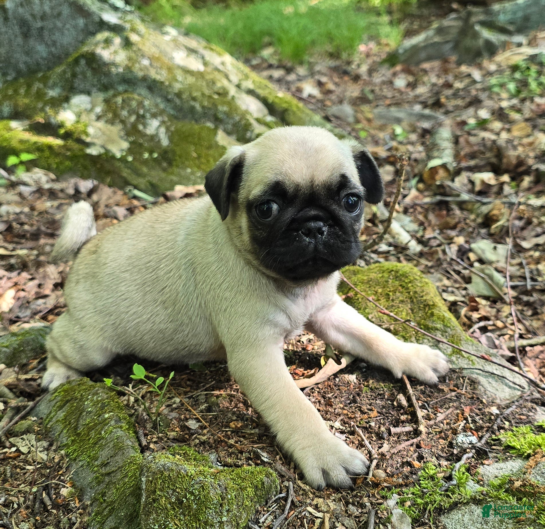 Pug dogs Chad - Ad 1