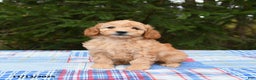 Mini Goldendoodle dogs for sale: Serena   - Ad 2