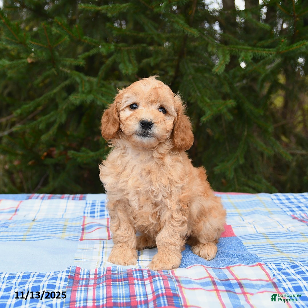Mini Goldendoodle dogs for sale: Serena   - Ad 2