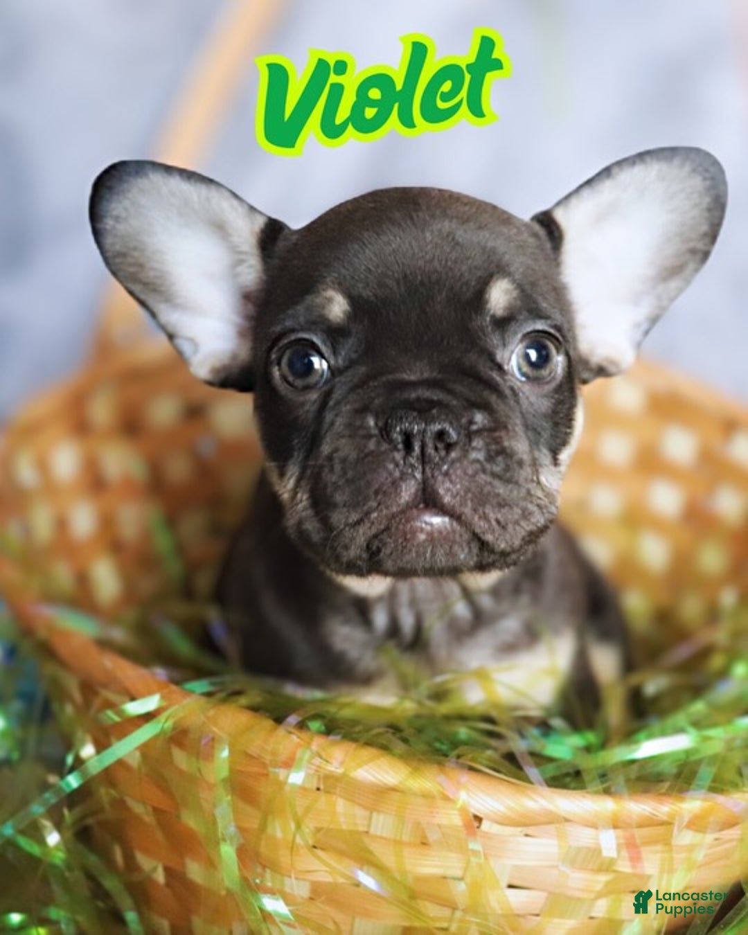 French Bulldog dogs for sale: Blue - Ad 9