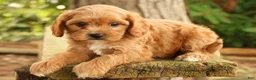 Cavapoo dogs for sale: Susie - Ad 4