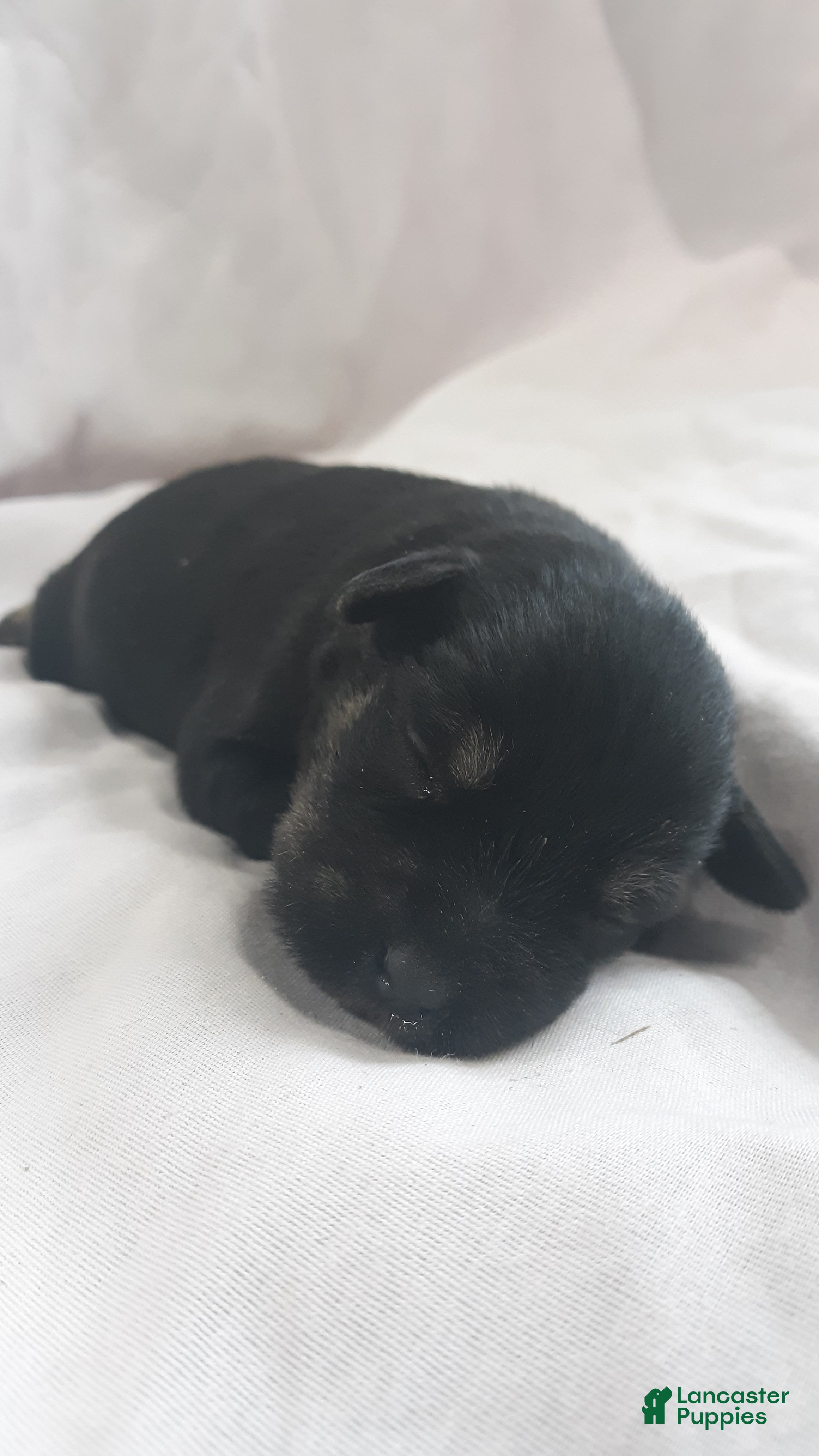 Miniature Schnauzer dogs AKC Hot Rod - Ad 2