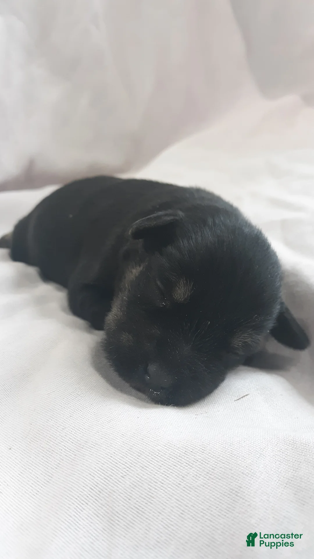 Miniature Schnauzer dogs for sale: AKC Hot Rod - Ad 2