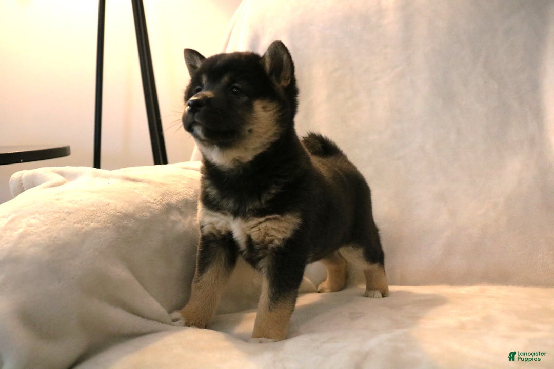 Shiba Inu dogs for sale: Sophie  - Ad 4